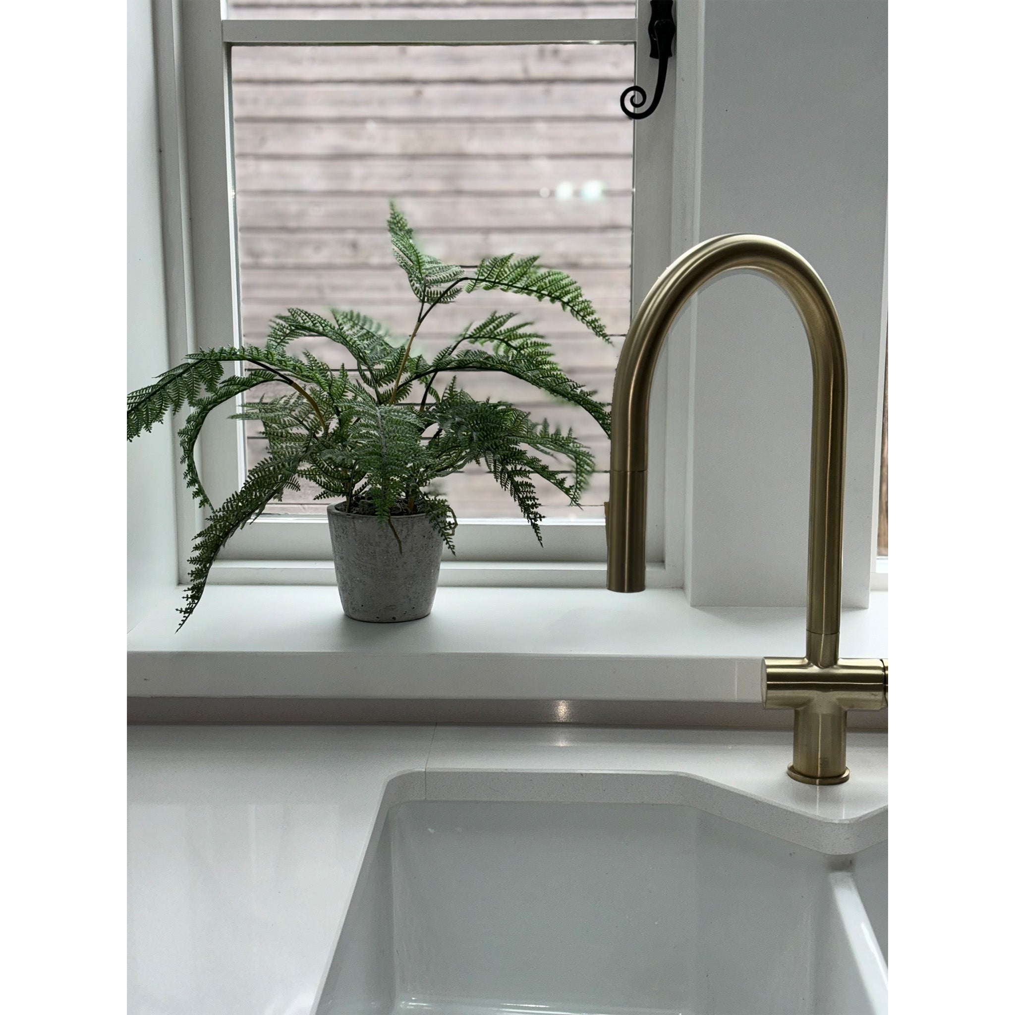 Fern Plant in Clay Pot